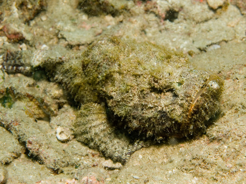 Scorpion Fish